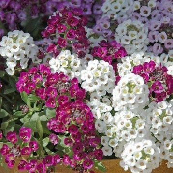 Аліссум Ангора Mixture