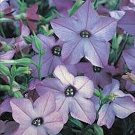 Арома Blue семена табака дражированные (Kitano Seeds)