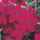 Арома Red семена табака дражированные (Kitano Seeds)