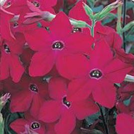 Арома Red семена табака дражированные (Kitano Seeds)
