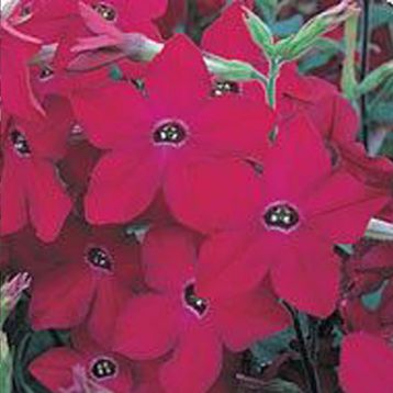 Арома Red семена табака дражированные (Kitano Seeds)
