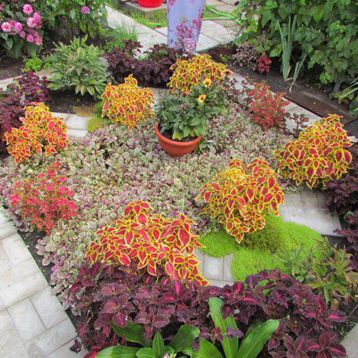 Бамбино Корл/Грин (Bambino Coral/Green) семена колеуса (Coleus) 30-35см (Kitano Seeds) НЕТ СЕМЯН