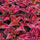 Бамбино Velvet семена колеуса (Kitano Seeds)