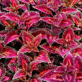 Бамбино Velvet семена колеуса (Kitano Seeds)