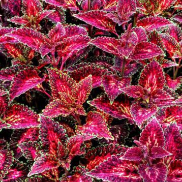 Бамбино Velvet семена колеуса (Kitano Seeds)