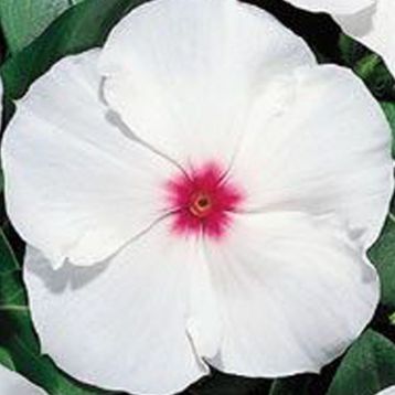 Катарантус Бароко Peppermint