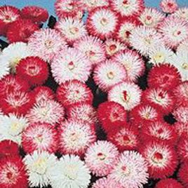 Баронет Mix семена маргаритки дражированные (Kitano Seeds)