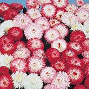Баронет Mix семена маргаритки дражированные (Kitano Seeds)