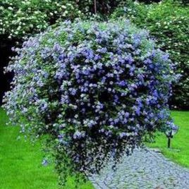 Бакопа Беллі Blue (блакитна)