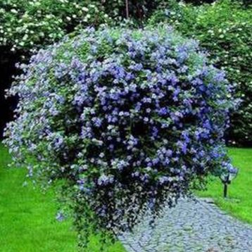 Бакопа Беллі Blue (блакитна)