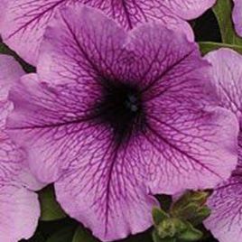 Бриз Plum Vein семена петунии ампельной дражированые(Kitano Seeds)