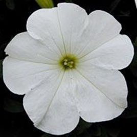Петунія Бриз White (біла) 