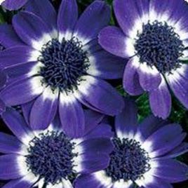 Вероника Blue Picotee насіння ценерарії (Kitano Seeds)