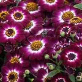 Вероника Crimson Picotee семена цинерарии (Kitano Seeds)