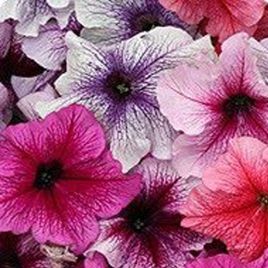 Виртуоз Berry mixed (Берри миксд) 
