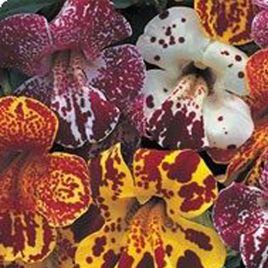 Гавайи Blotch Mixed насіння губастику дражоване (Kitano Seeds)