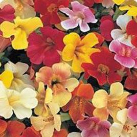Гавайи Formula mix насіння губастіку дражоване (Kitano Seeds)