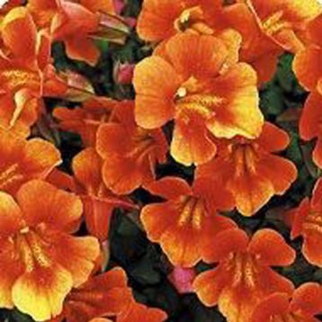 Гавайи Orange насіння губастику дражоване (Kitano Seeds)