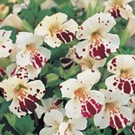 Гавайи White Blotch насіння губастику дражироване (Kitano Seeds)