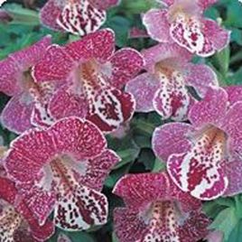 Гавайи White Flame насіння губастику дражоване (Kitano Seeds)