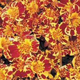 Гавайи Yellow Blotch насіння губастику дражоване (Kitano Seeds)