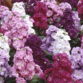 Гейша Mix семена маттиолы (Kitano Seeds)