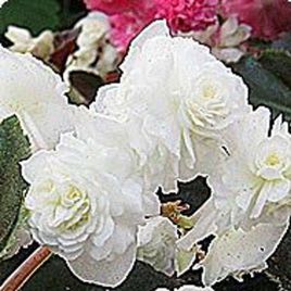Бегония махровая Делюкс White (белая)