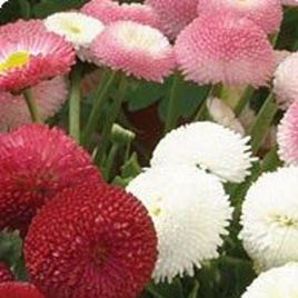 Дефиле Mix семена маргаритки дражированные (Kitano Seeds)