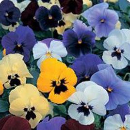 Диана Formula mixed семена фиалки ампельной (Kitano Seeds)