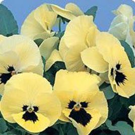 Диана Lemon Blotch семена фиалки ампельной (Kitano Seeds)