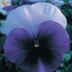 Династия Beaconsfield семена фиалки (Kitano Seeds)