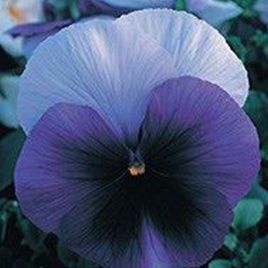 Династия Beaconsfield семена фиалки (Kitano Seeds)