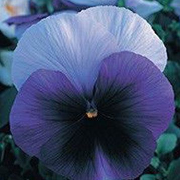 Династия Beaconsfield семена фиалки (Kitano Seeds)