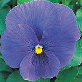 Династия Clear Blue семена фиалки (Kitano Seeds)