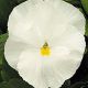 Династия Pure White семена фиалки (Kitano Seeds)