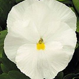 Династия Pure White семена фиалки (Kitano Seeds)