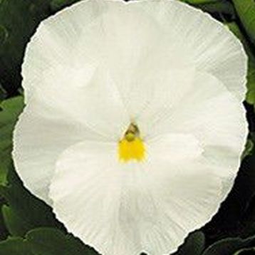Династия Pure White семена фиалки (Kitano Seeds)