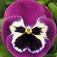 Династия Purple Bicolour семена фиалки 15-25см (Kitano Seeds) НЕТ ТОВАРА