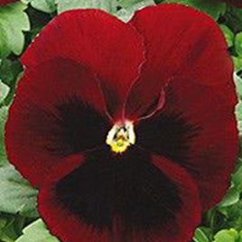 Династия Red Blotch семена фиалки (Kitano Seeds)