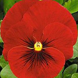Династия Scarlet Shades семена фиалки (Kitano Seeds)