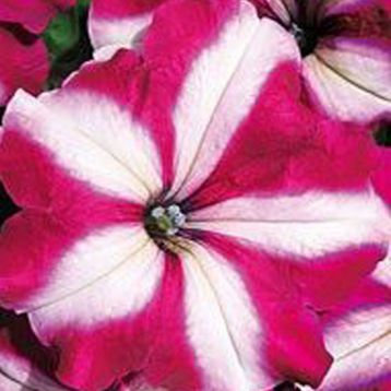 Петунія Доміно Crimson Star (Крімсон Стар) 