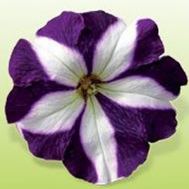 Петунія Доміно Blue Star (Блу Стар) 