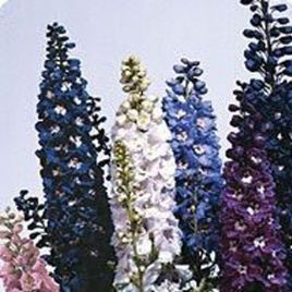 Дельфиниум Икебана Crystal mix смесь кристаллов