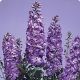 Дельфиниум Икебана Lavender (Лаванда)