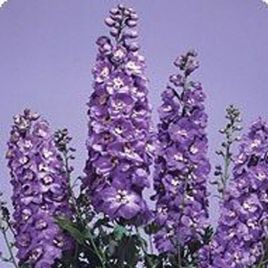 Дельфиниум Икебана Lavender (Лаванда)