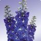 Дельфиниум Икебана Mid Blue