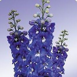 Дельфиниум Икебана Mid Blue