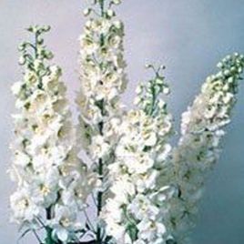 Дельфиниум Икебана White (Белая)