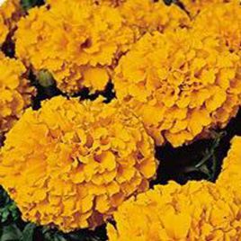 Чорнобривці Кабері Orange (помаранчеві)