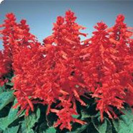 Кампай Deep Red семена сальвии блестящей (Kitano Seeds)